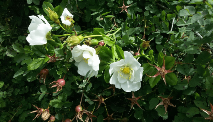 Шиповник садовый