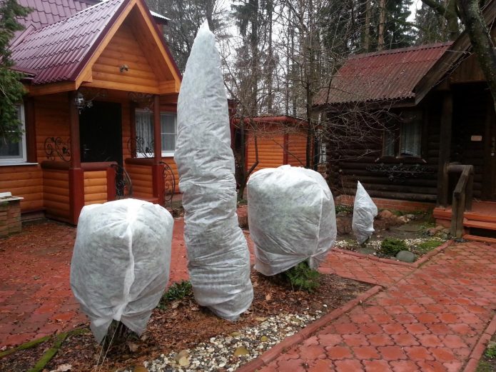 Укрытие хвойников на юге