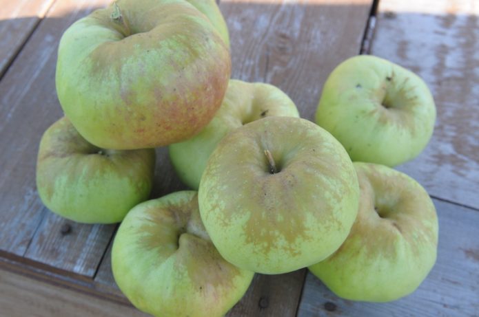 Яблоки Богатырь