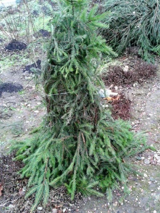 Укрытие на зиму