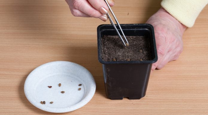 Ёмкость с семенами