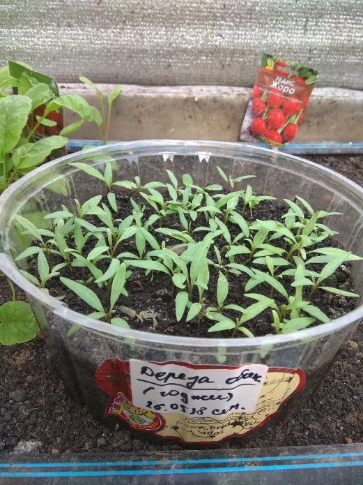 Всходы годжи