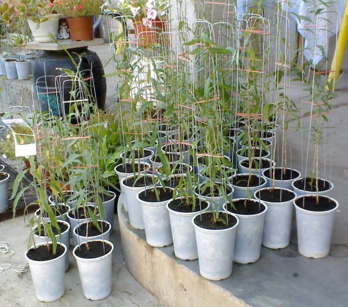 Сеянцы годжи на опорах