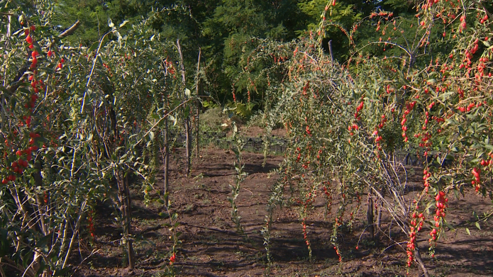 Кусты годжи на участке