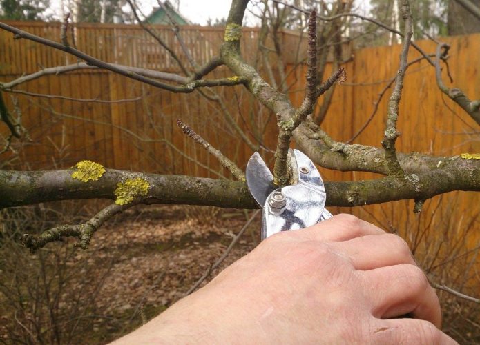 Усиливающая рост обрезка