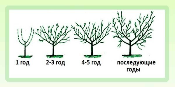 Чашевидная формировка кроны