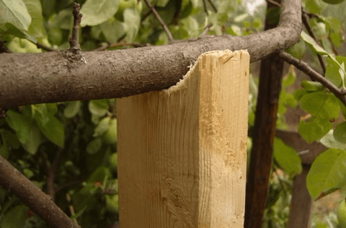 Опора для веток