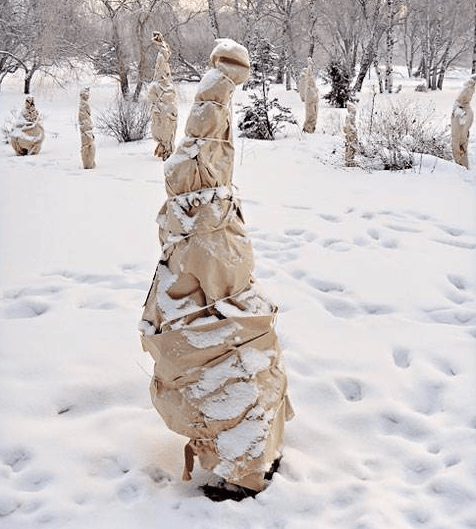 Укрытый на зиму саженец