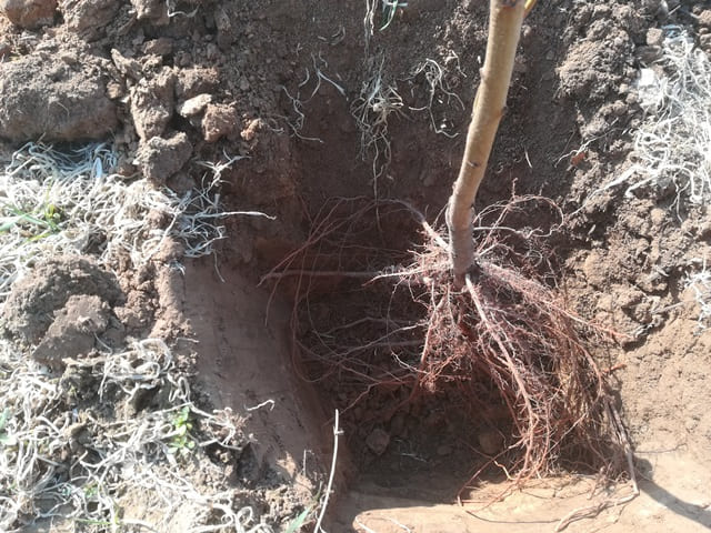 Саженец персика в посадочной яме