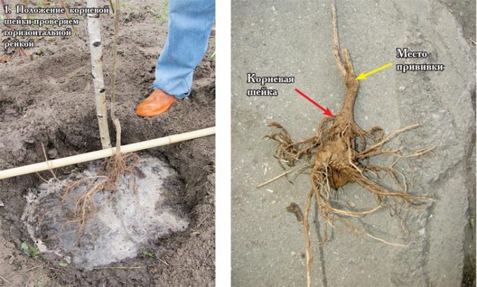 Корневая шейка саженца