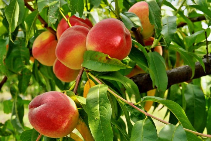 Плоды персика