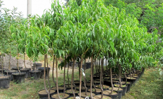 Саженцы персика