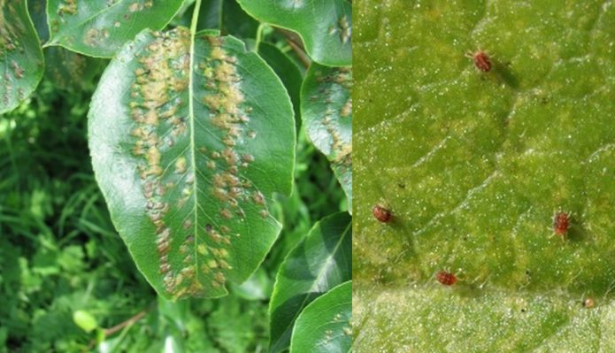 Грушевый галловый клещ