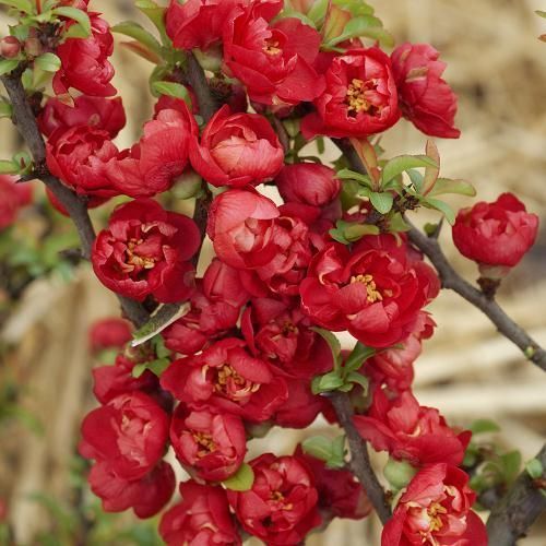 Хеномелес Red Joy