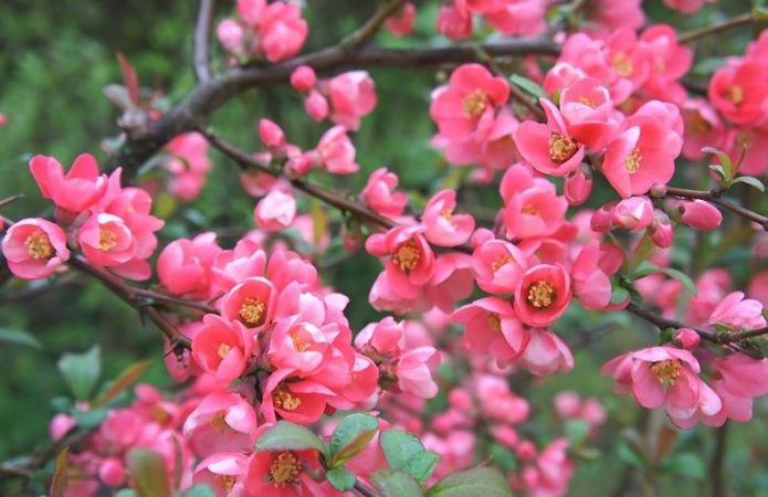 Хеномелес Pink Lady