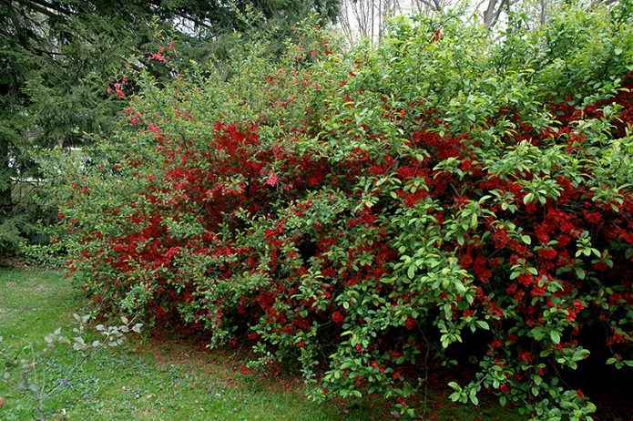 Хеномелес Rubra