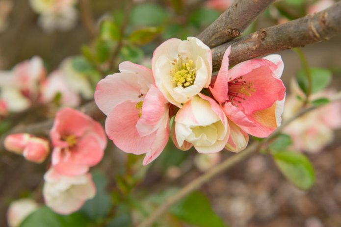 Хеномелес Apple Blossom
