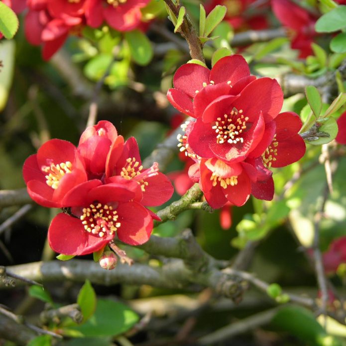Хеномелес Crimson And Gold