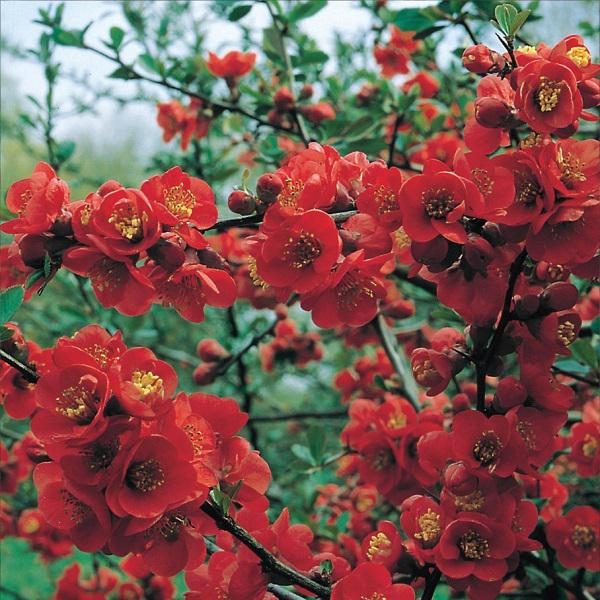 Хеномелес Texas Scarlet