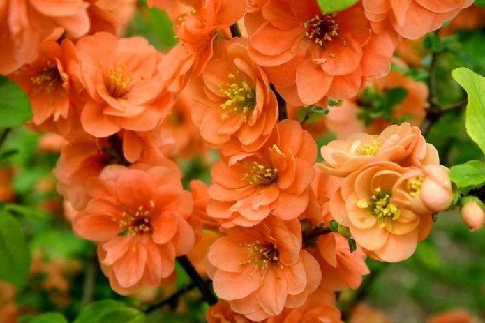 Хеномелес Orange Trail