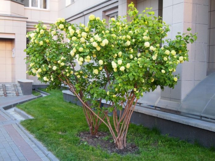 кусты калины во дворе