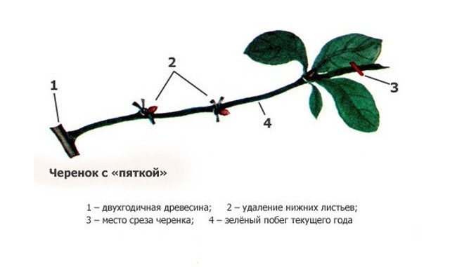 Черенок айвы китайской