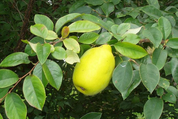 Плод айвы китайской