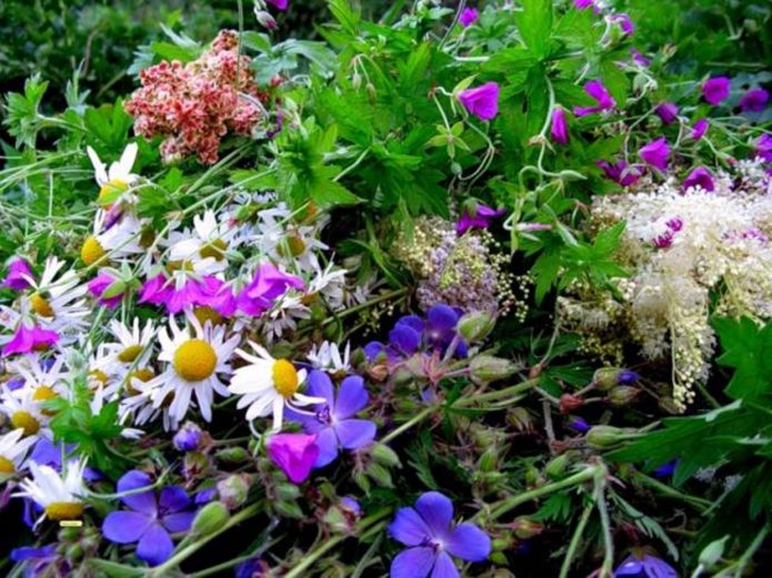 Купальские целебные цветы