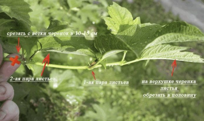 Черенкование калины Бульденеж