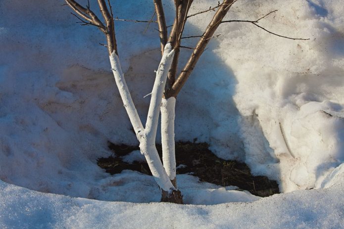 Дерево во время оттепели
