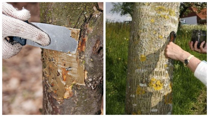 Замазывание повреждения на коре садовым варом