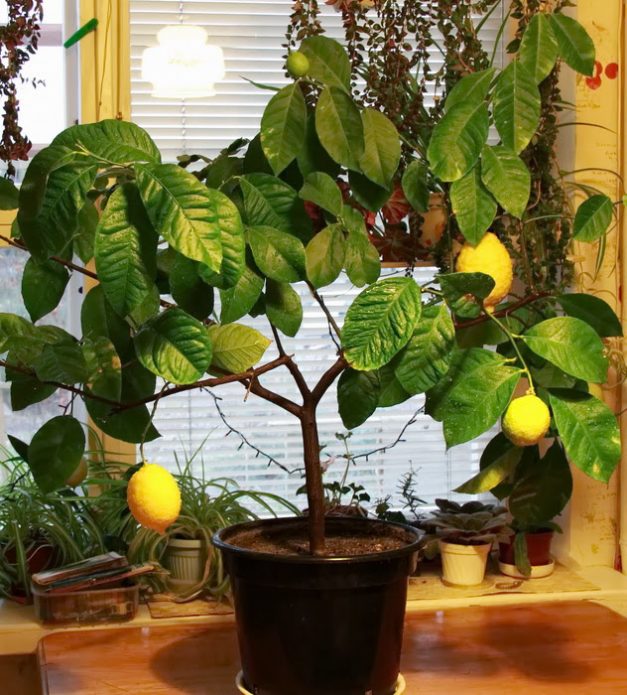 Крона лимона