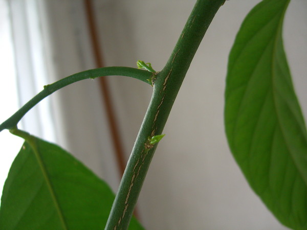 «Проснувшиеся» ростовые почки