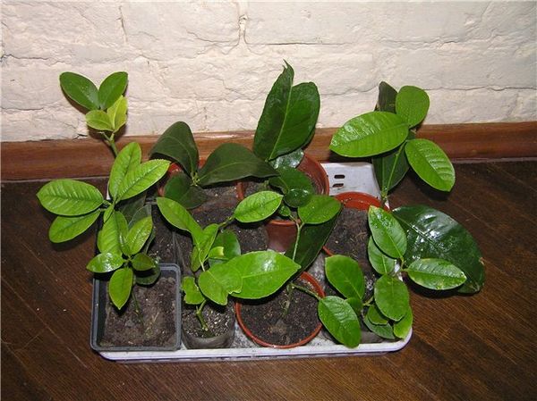 Лимоны из черенков