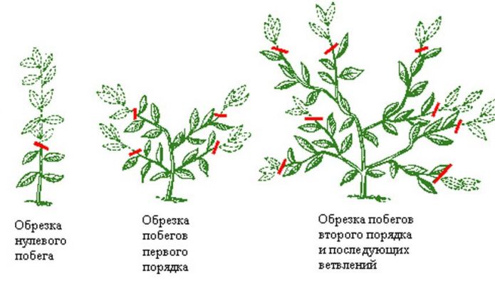 Схема формирования кроны лимона