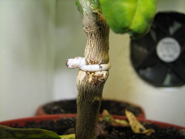 Кольцевание лимона