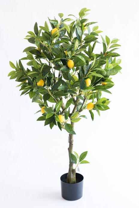 lemon home tree