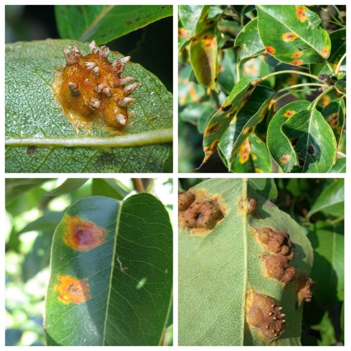 ржавчина груши