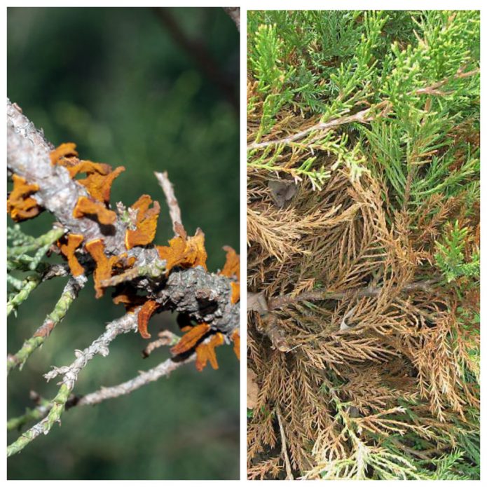 ржавчина можжевельника