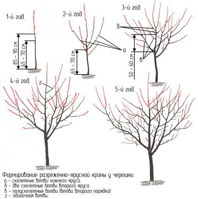 Схема обрезки черешни