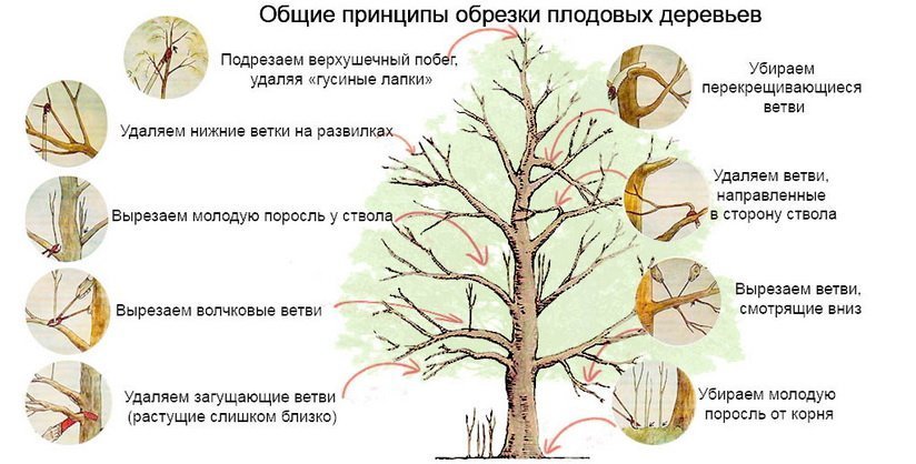 Схема обрезки вишни