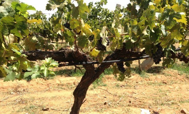 Штамбовый винограда