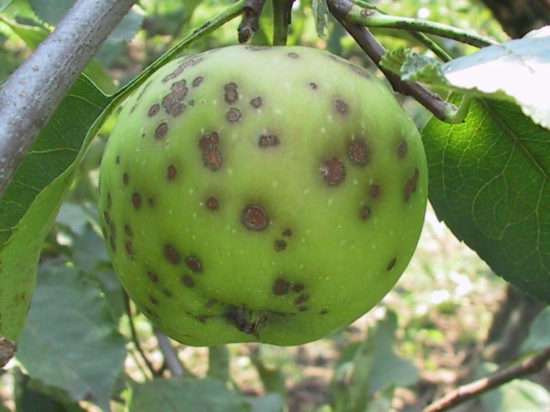 Следы парши на яблоке