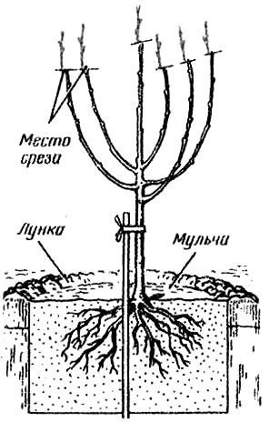 Обрезка саженца