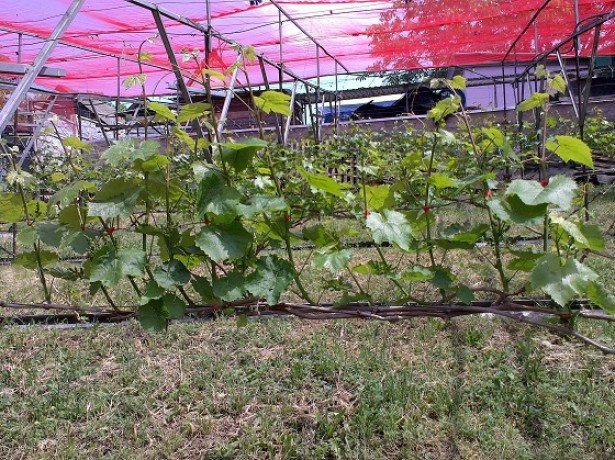 Виноград весной