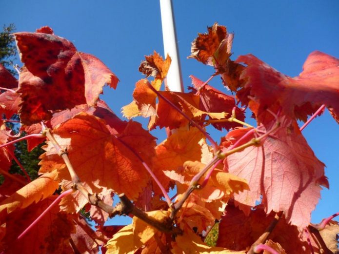 Виноградник в ожидании осенней обрезки